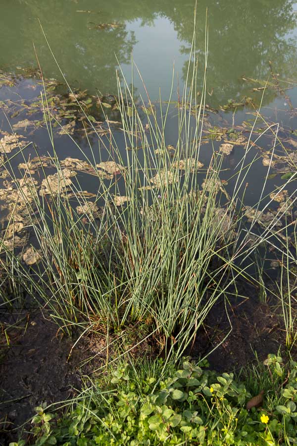 Giunco? si, Juncus inflexus